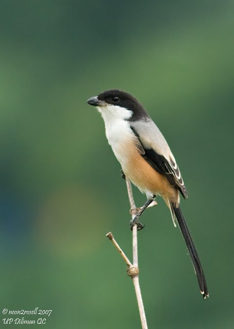 Cendet - Long-Tailed Shrike (Lanius schach) 4